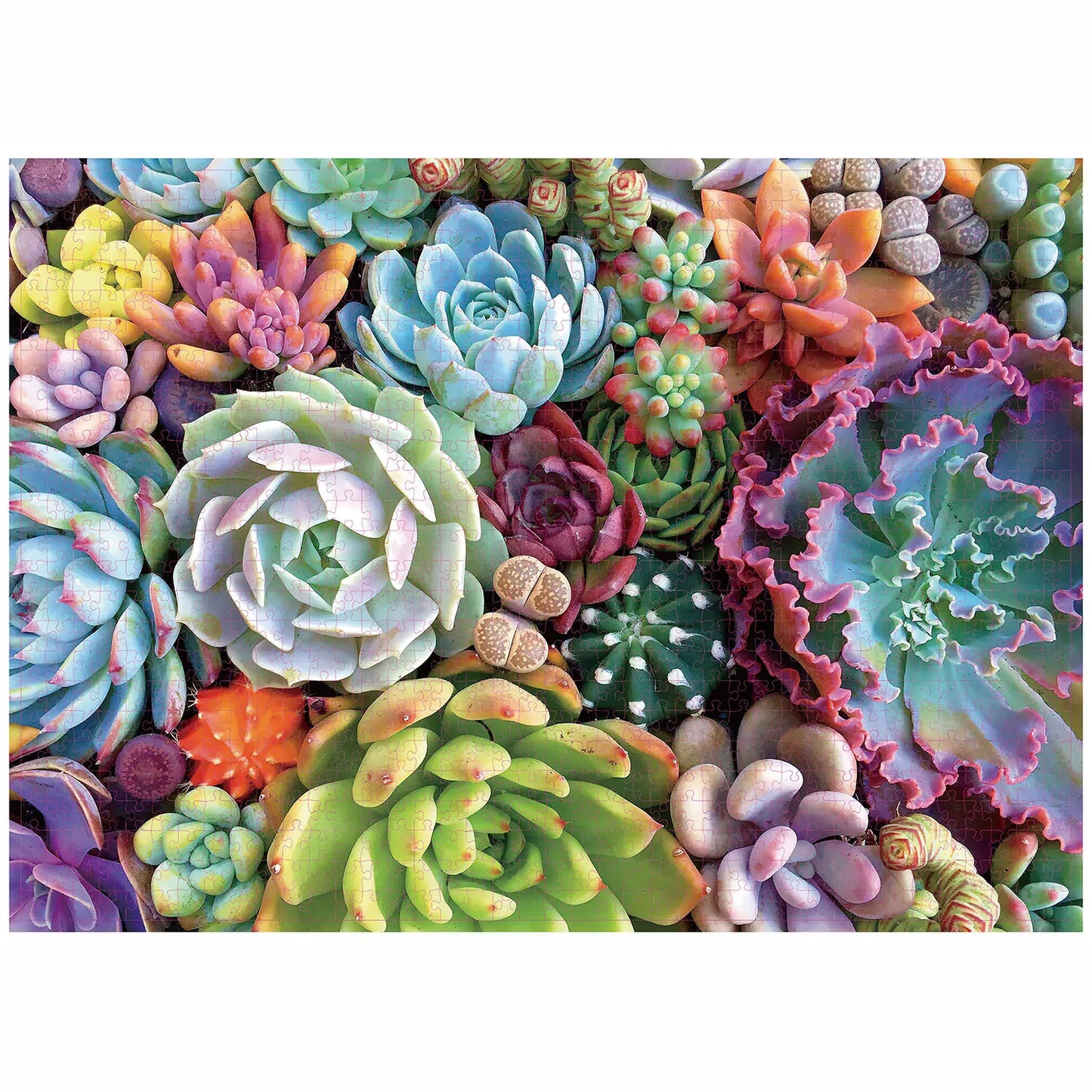 puzzles ronds I boutique1one Succulent Plants