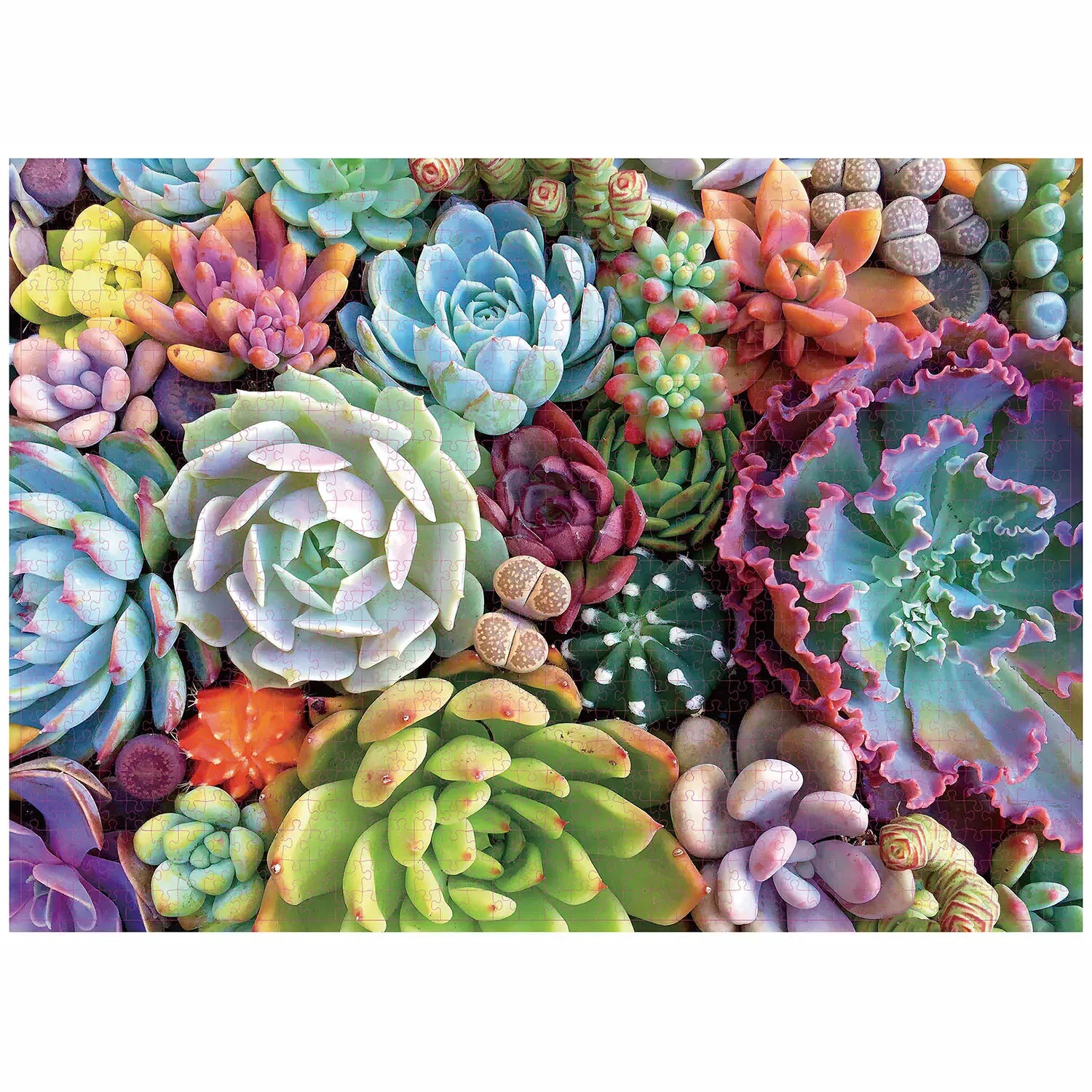 puzzles ronds I boutique1one Succulent Plants